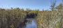 Assiniboine Marsh Docks - Wetlands