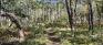 Gladys Bunn Park - Forest Trail
