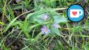 Caron Park - Close-up of Purple Asters