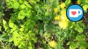 Caron Park - Close-up of Dandelions