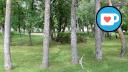 Bannatyne Grove - SW Corner - Row of Trees