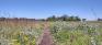 Living Prairie Museum - Self-Guided Trail